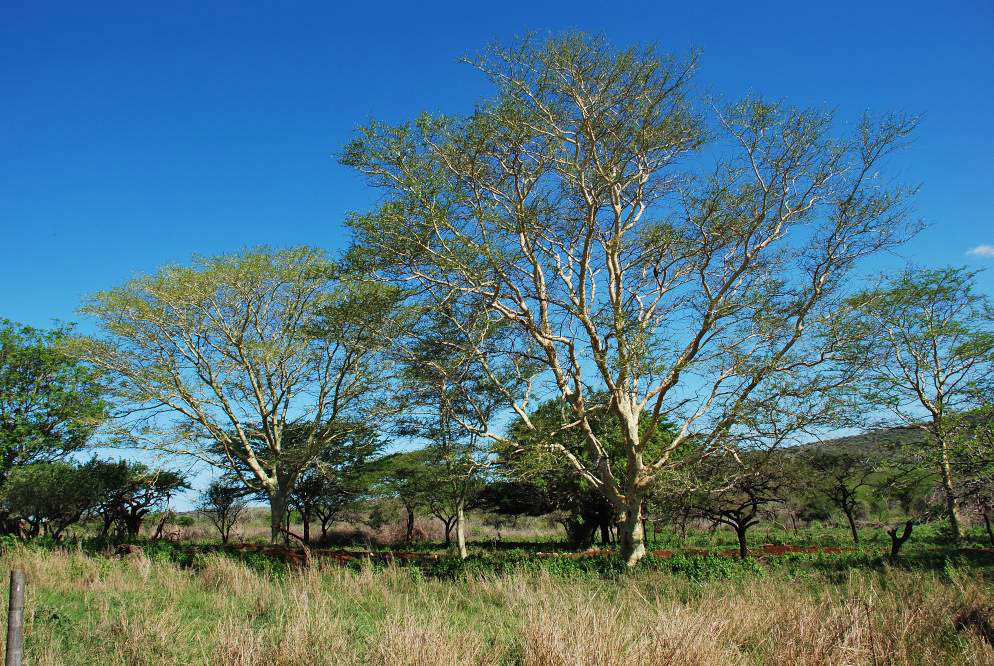 2007-10-20_14-36-02.jpg - Das Private "Ubizane Wildlife Reserve - Der "Fieber-Baum" (Der Baum (Feaver Tree) wächst vor allem in Malaria-Gebieten, weshalb die ersten Siedler glaubten, er würde die Malaria verursachen.)