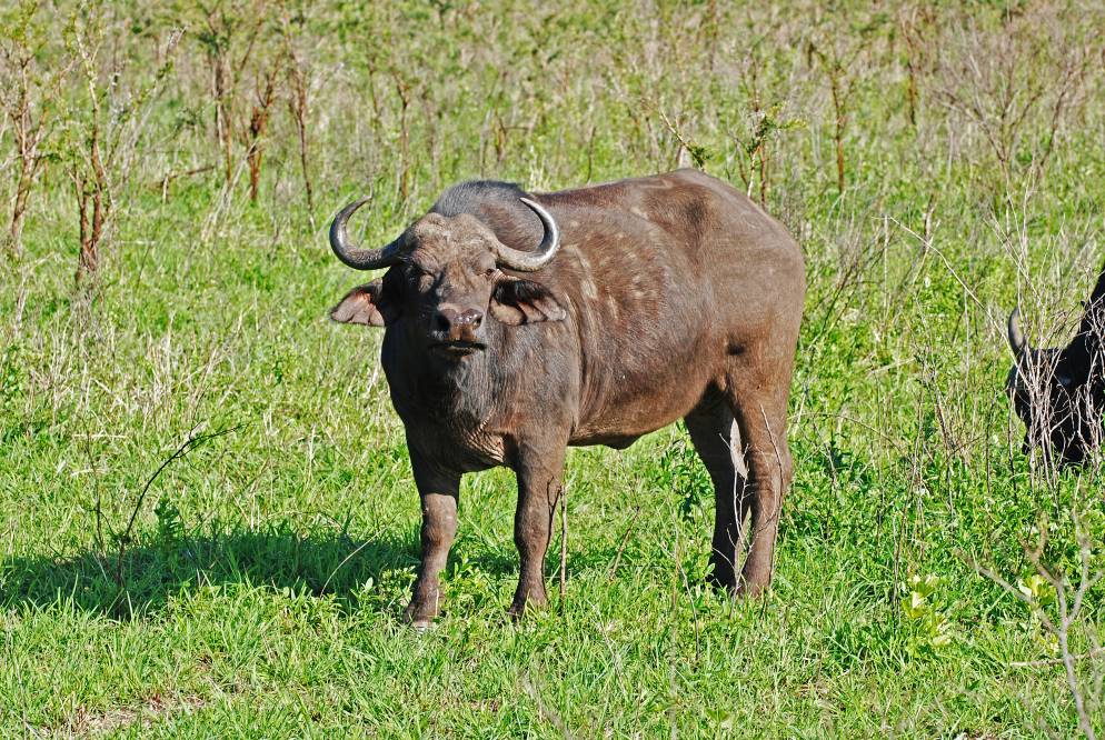 2007-10-20_15-30-24.jpg - Erster Besuch im Hluhluwe-Nationalpark - Büffel