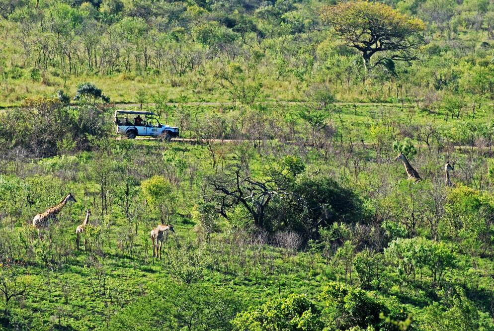 2007-10-20_15-42-22.jpg - Erster Besuch im Hluhluwe-Nationalpark - Auf dem gegenüber liegenden Hang des Tales schauten überall Giraffenhälse aus den Büschen.
