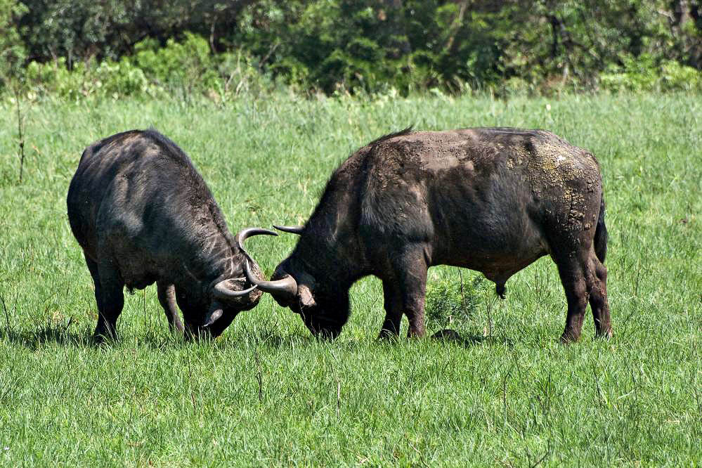 2007-10-21_09-30-00.jpg - Zweiter Besuch des Hluhluwe-Umfolozi-Nationalparks - Büffel-Rivalität